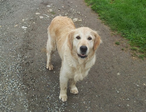 Golden retriever